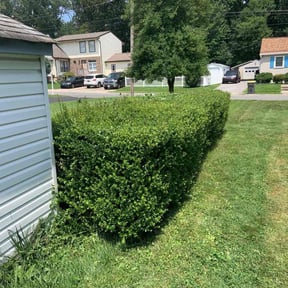 Bush Trimming by It's Dubble Better Lawn & haul reviewed on April 4, 2022