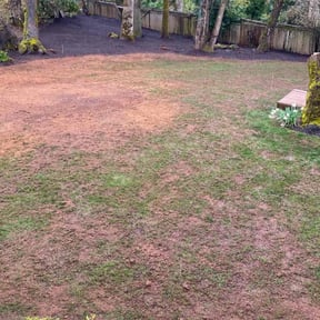 Cleanups by Precise Lines Lawn Care reviewed on August 21, 2021