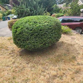 Bush Trimming by VargasLandscaping reviewed on April 28, 2022