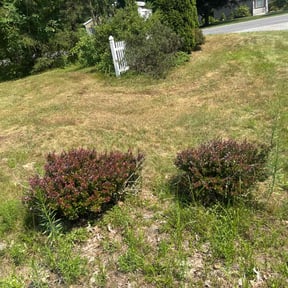 Bush Trimming by Pleasant Rowe Lawn Care reviewed on August 31, 2024