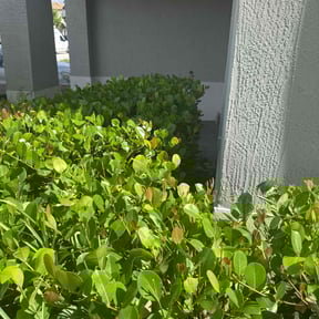 Bush Trimming by Shad’s lawn care service reviewed on April 17, 2025