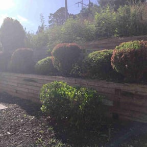 Bush Trimming by Walkers Landscape and Lawncare services reviewed on May 11, 2022