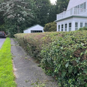 Bush Trimming by Victoria Landscaping, LLc reviewed on April 30, 2022