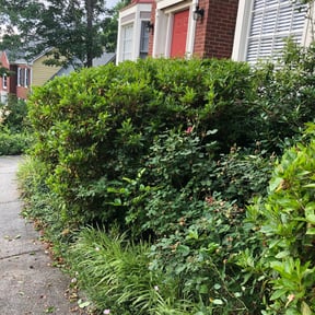 Bush Trimming by JWALL Lawn Care, LLC reviewed on April 19, 2022
