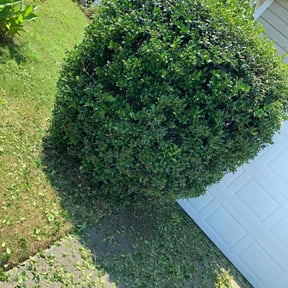 Bush Trimming by XL lawn mowing reviewed on May 18, 2022