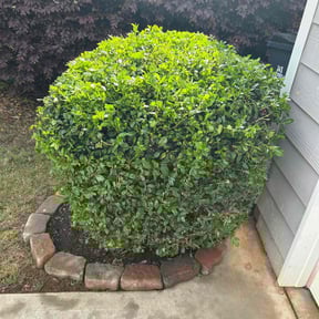 Bush Trimming by McCord Landscape reviewed on October 17, 2024