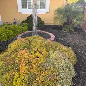 Bush Trimming by Lawn Monsterz LLC reviewed on June 30, 2022