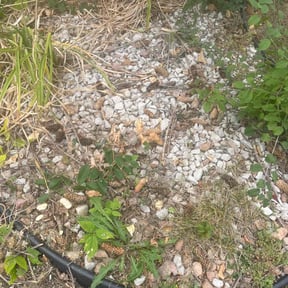 Bush Trimming by Belleaire Lawn Care reviewed on May 20, 2022