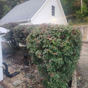 Bush Trimming by LI LawnCare reviewed on July 12, 2025