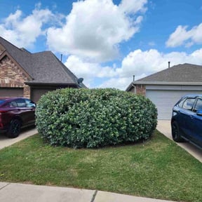 Bush Trimming by Juan Vega reviewed on October 7, 2022