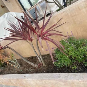 Bush Trimming by Christian Brothers Maintenance reviewed on May 3, 2025