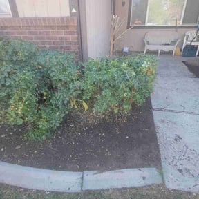 Bush Trimming by Fuller Gardening, LLC reviewed on November 29, 2022