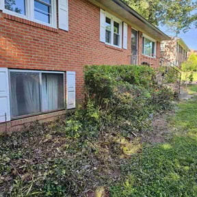 Bush Trimming by Ines lawnscaping reviewed on July 20, 2022