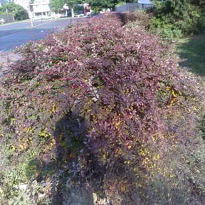 Bush Trimming by The Lawn Cypress reviewed on December 5, 2024