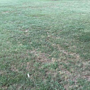 Bush Trimming by Lawn In Order reviewed on June 8, 2022