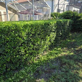 Bush Trimming by Pro cuts reviewed on May 23, 2022