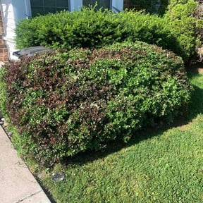 Bush Trimming by AB Flores Landscaping reviewed on May 5, 2022