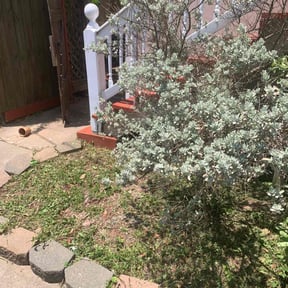 Bush Trimming by Veterans lawn services reviewed on December 17, 2021