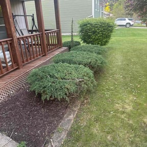 Bush Trimming by The lawn Service,LLC reviewed on June 20, 2022