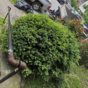 Bush Trimming by Speedy Lawnmower Landscaping reviewed on October 31, 2021