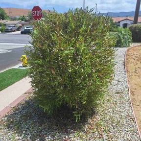Bush Trimming by Sbm reviewed on September 8, 2024