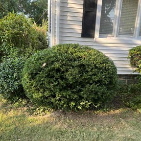 Bush Trimming by Iscape lawn professionals LLC reviewed on July 14, 2022