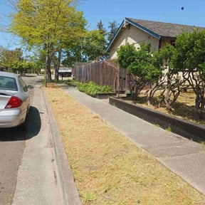 Bush Trimming by S &S lawn care reviewed on June 30, 2022