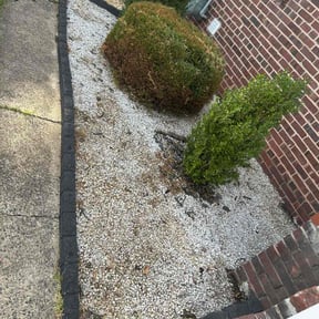 Weed Pulling by The Helping Pro reviewed on June 2, 2022