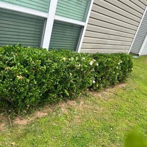 Bush Trimming by J&L 365 Yard Maintenance and Landscaping LLC reviewed on June 2, 2022