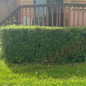 Bush Trimming by Harvey Handy & Lawn reviewed on May 7, 2025