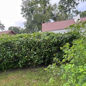 Bush Trimming by Kinge lawn care and more llc reviewed on June 1, 2022