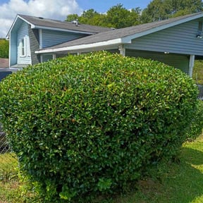 Bush Trimming by Los Hombre Landscaping reviewed on June 9, 2025