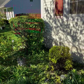 Bush Trimming by T.R. Integrated Services reviewed on June 7, 2022