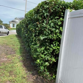 Bush Trimming by Demiteria Casey Mattox reviewed on June 13, 2022