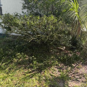 Bush Trimming by Clean cut maintence reviewed on November 9, 2022