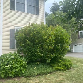 Bush Trimming by Kowtown Services reviewed on May 16, 2022