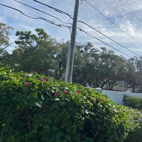 Bush Trimming by MULTIMIL reviewed on June 26, 2025