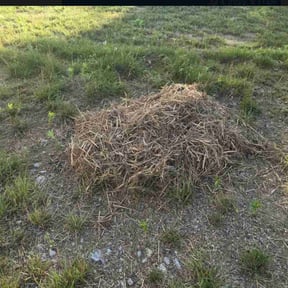 Lawn Seeding by Family Lawn Care reviewed on August 11, 2025