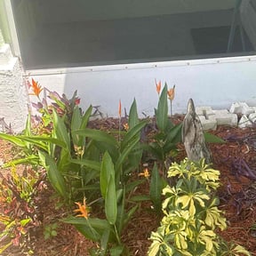 Flower Bed Weeding by Bigdogs Property Maintenance reviewed on August 15, 2025