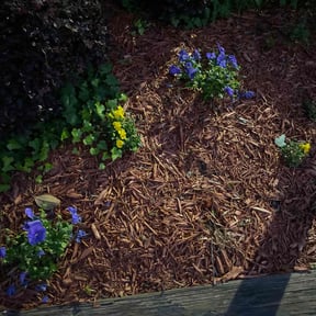 Bush Trimming by Dawg Landscaping Services reviewed on February 3, 2025