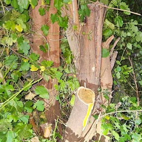 Bush Trimming by Bear foot lawns reviewed on June 24, 2025