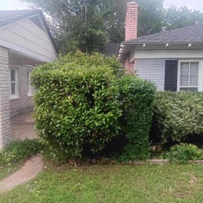 Bush Trimming by Three E's Lawn Care LLC. reviewed on January 17, 2025