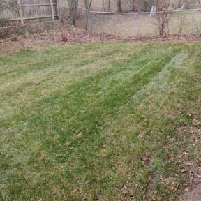 Leaf Removal by D&D Reliable Services LLC reviewed on June 14, 2025