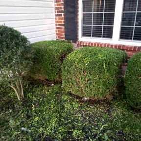 Bush Trimming by Mcqueens lawn care reviewed on February 15, 2022