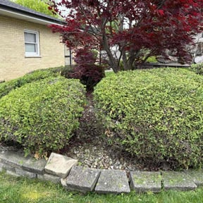 Bush Trimming by Luckys Lawn Care reviewed on December 6, 2024