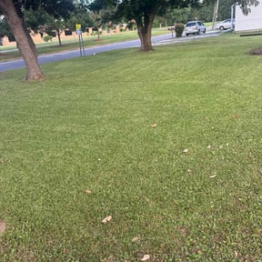 Bush Trimming by Active Do It All Lawn Care reviewed on June 18, 2025