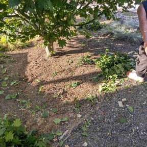 Weeding by Measured Improvements LLC  reviewed on July 22, 2020
