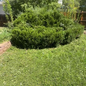 Bush Trimming by TruGreen LawnCare reviewed on August 14, 2024