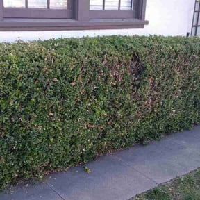 Bush Trimming by Terra Verde Landscape & Design reviewed on July 8, 2025