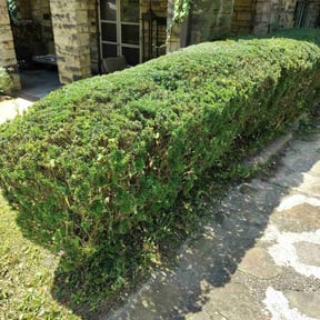 Bush Trimming by Cascadia Landscaping reviewed on July 21, 2022